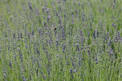 Lavender flower field 14780862 Stock Photo at Vecteezy