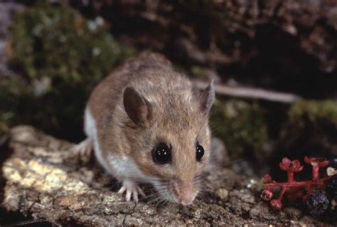 Could the White-footed Mouse Help End Lyme Disease - Modern Pest