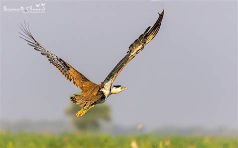 Great indian Bustard Flying Shot | YuGWoRLD