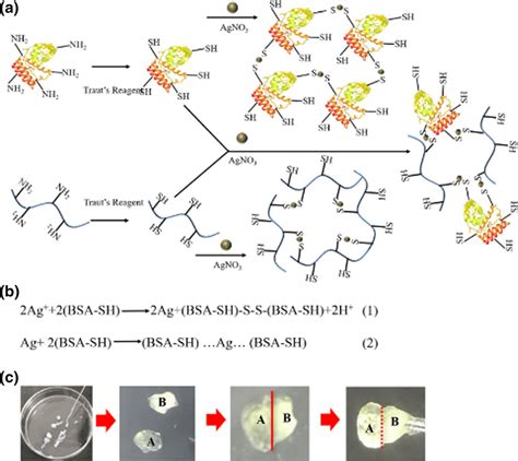 a Scheme of preparation of the hydrogel. b Illustration of the ...