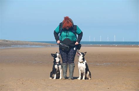 Training mistakes with your Border Collie - That'll Do Academy