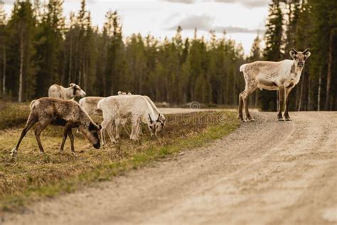 Reindeer in Their Natural Habitat Stock Photo - Image of mammal, environment: 264849838