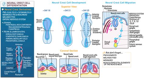 Embryology: Neural Crest Cell Differentiation | ditki medical ...