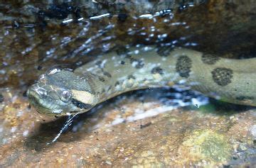 Animals for Kids: Green Anaconda Snake