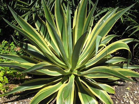 Agave dessmettiana 'Variegata'(Dwarf Variegated Agave1) - Richard Lyons ...