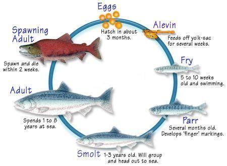 Wild Coho Salmon | Fish life cycle, Life cycles, Salmon