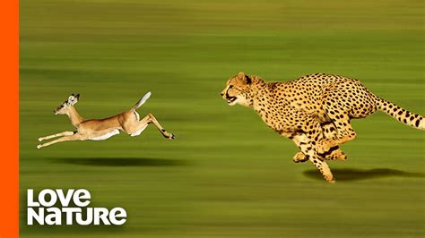 Cheetah Running After Gazelle