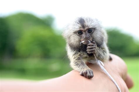 Common Marmoset Monkey