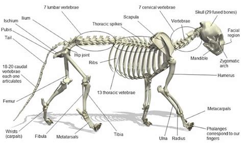 22+ Anatomy Cat Bone Images | Livres abc