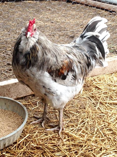 Olive egger --roo or pullet | Page 2 | BackYard Chickens - Learn How to Raise Chickens