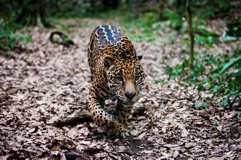 Mexican Jaguar v Wakaleo vanderleuri - Carnivora