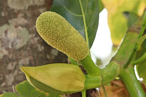 Image Jackfruit Flower