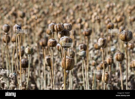 Opium and poppy seeds hi-res stock photography and images - Alamy