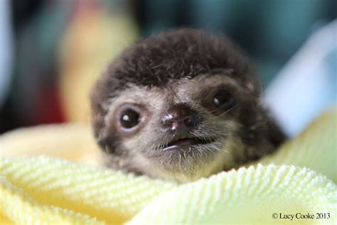 The 29 Cutest Sloths That Ever Slothed - Sloths.com.au