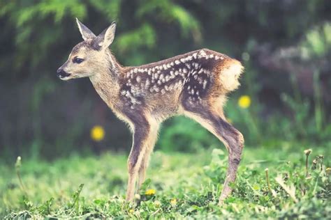 What is a Baby Deer Called? - Deer Knowledge