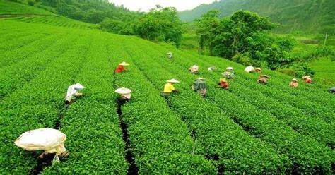 The Most Beautiful Tea Gardens in Bangladesh to visit