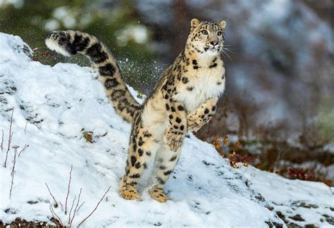 How to Get a Picture of a Wild Himalayan Snow Leopard – Nature's Gateway