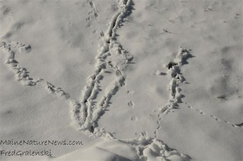 Tracks in snow of Shrew & Mouse - Maine Nature News