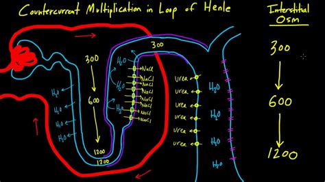 How To Calculate Serum Osmolality : In this study, we compared the worthley osmolality ...