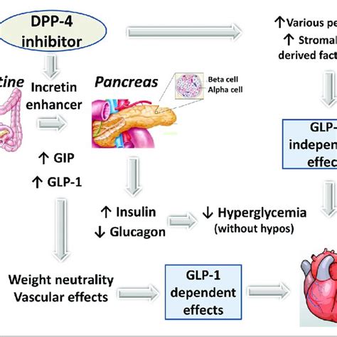 Semaglutide Mechanism Of Action