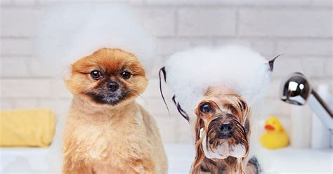 The 10 Best Dog Shampoos - Pumpkin®