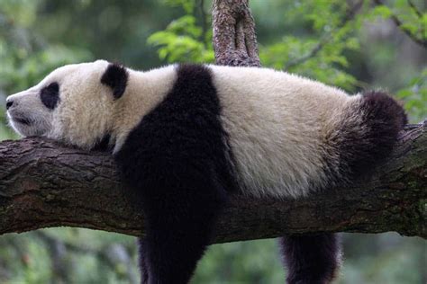 The 15 Laziest Animals in The World - IMP WORLD