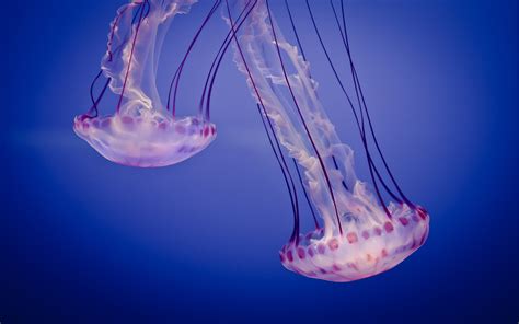 Medusa, Animals, Underwater, Jellyfish Wallpapers HD / Desktop and ...