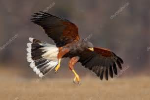 Flying Harris Hawk — Stock Photo © OndrejProsicky #102968294