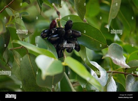 Fruit of Syzygium cumini, commonly known Malabar plum, Java plum, black plum, jamblang, juwet ...