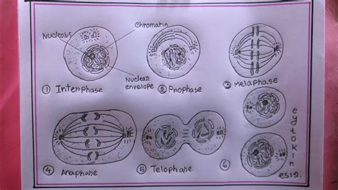 how to draw mitosis/draw mitosis diagram - YouTube