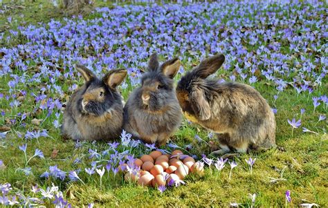 Harlequin - 10 Most Beautiful Rabbit Breeds