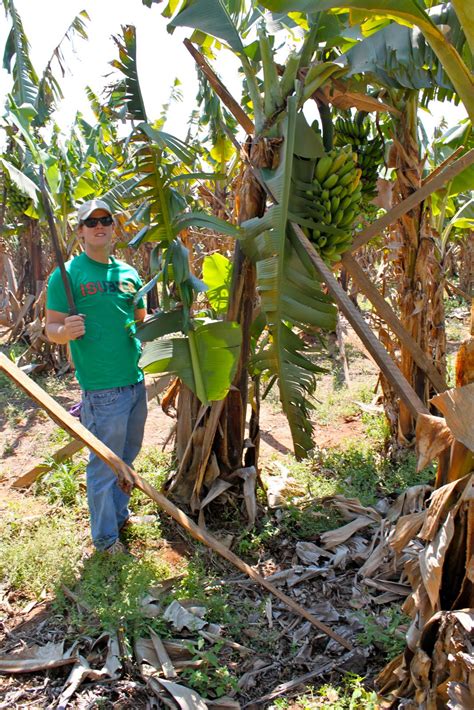 Plumbskeet abroad: Banana Harvesting