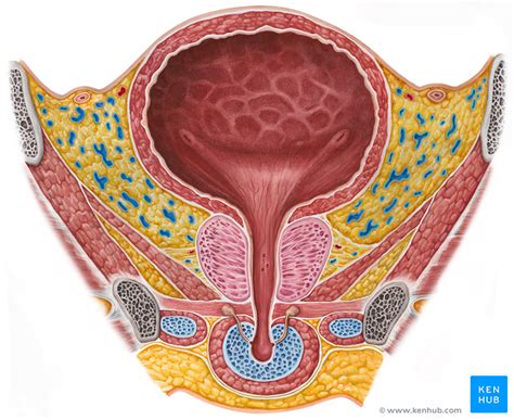 Urinary Bladder - Anatomy, Function and Clinical Notes | Kenhub