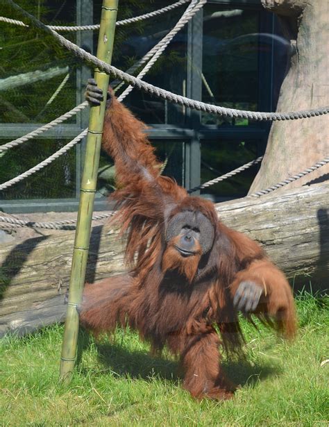 Orangutan at the Portland, Oregon zoo | Vacation places, Oregon washington, Oregon