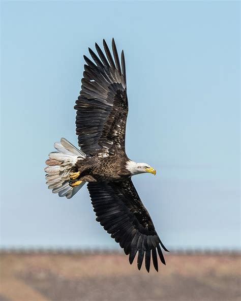 Bald Eagle wings spread Photograph by Chris Augliera - Pixels