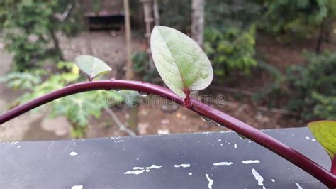 Binahong Leaves or Daun Binahong for Medicine Herbal Stock Image - Image of tree, branch: 260230035