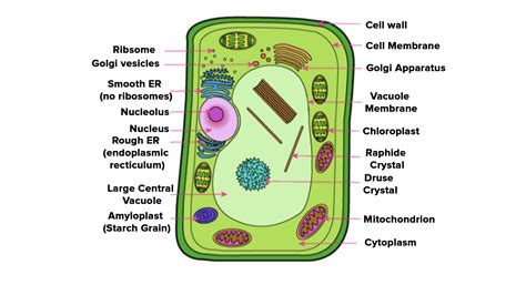 Draw a neat labelled diagram of plant cell.