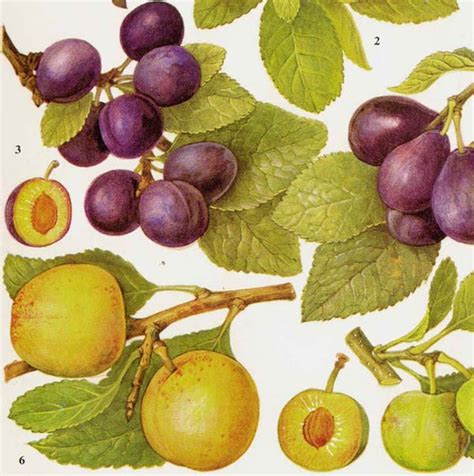 Sweet Plum Greengage Fruit Chart Food Botanical Lithograph - Etsy