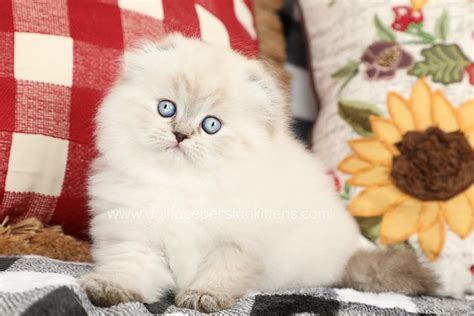 Persian Cat Pictures and Information - Cat-Breeds.com