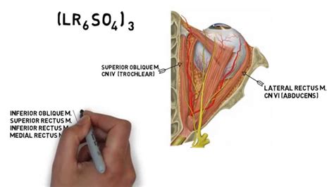 Cranial Nerve Muscles