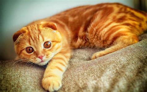 Cat Breeds Yellow - Pets Lovers