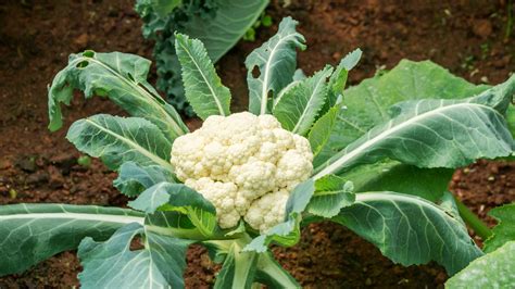 Cauliflower Planting Tips: Best Time To Plant Cauliflower