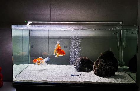 Goldfish Tank Size Guide (What's the Minimum Tank Size?)