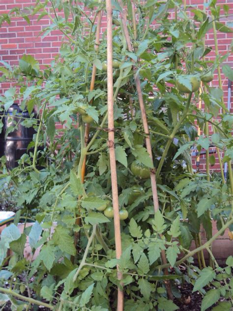 HealthyMamaHappyBaby: DIY Tomato Stakes