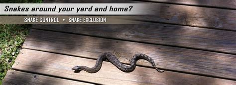 Snakes Removal & Control Houston TX - AAAC Wildlife Removal