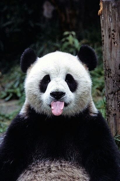 funny panda on Tumblr