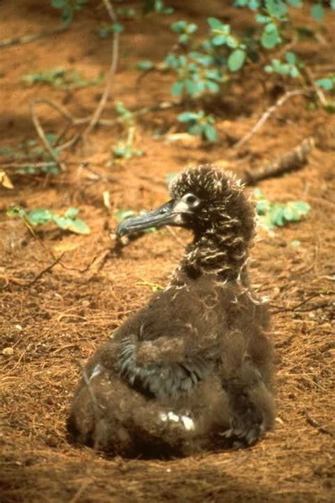 Free picture: albatross, nesting, midway, atoll, wilderness, refuge