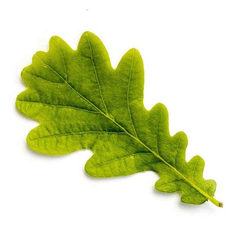 Types Of Oak Tree Leaves