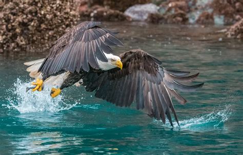 Bald Eagle Catching Fish | Smithsonian Photo Contest | Smithsonian Magazine