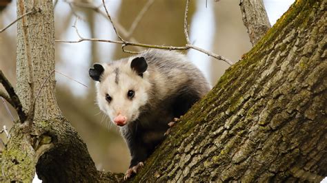 Possum Vs. Opossum: What Is The Difference?